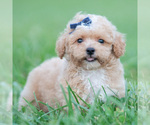 Puppy Bronx Maltipoo (Miniature)