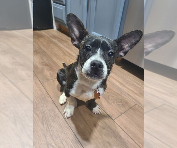 Medium Photo #4 Chihuahua-Unknown Mix Puppy For Sale in Springdale, PA, USA