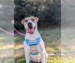 Small #4 Labrador Retriever Mix