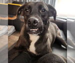 Small #11 Labrador Retriever Mix