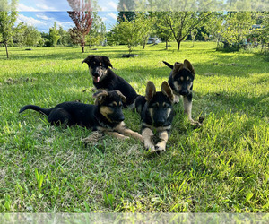German Shepherd Dog Puppy for sale in NEWFIELD, NY, USA