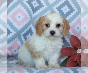 Cavachon-Cavalier King Charles Spaniel Mix Puppy for sale in NARVON, PA, USA