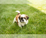 Small #1 Shih Tzu