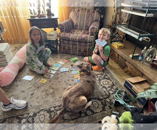 Medium Photo #3 Mutt Puppy For Sale in Sandy, UT, USA