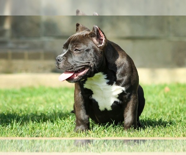 Medium Photo #2 American Bully Puppy For Sale in SANTA PAULA, CA, USA