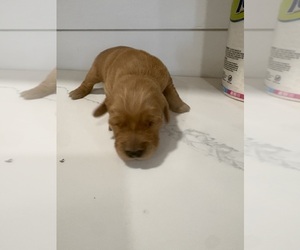 Golden Retriever Puppy for sale in GARDEN VALLEY, CA, USA