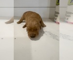 Marley - Female Golden Retriever Puppy for Sale - Small photo