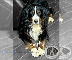 Father of the Bernese Mountain Dog puppies born on 11/28/2022