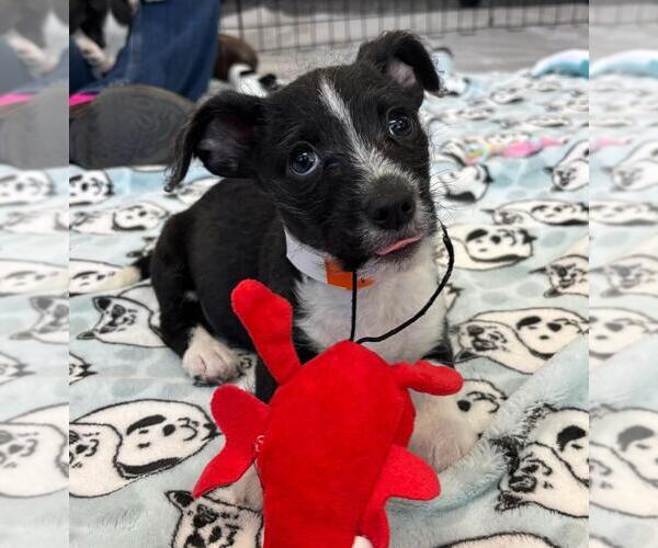 Medium Photo #3 Chihuahua-Unknown Mix Puppy For Sale in Lakewood, CO, USA