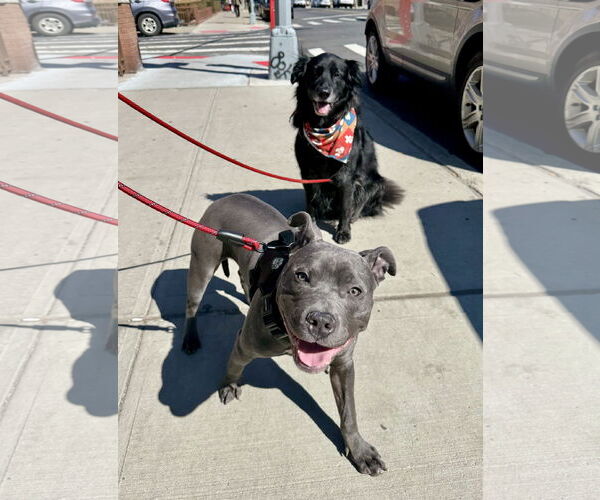 Medium Photo #6 American Pit Bull Terrier-American Staffordshire Terrier Mix Puppy For Sale in Staten Island, NY, USA