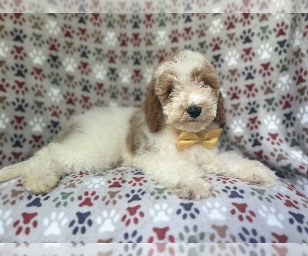 Medium Photo #8 Cavapoo Puppy For Sale in LAKELAND, FL, USA