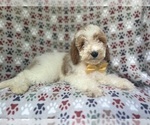 Small #7 Cavapoo