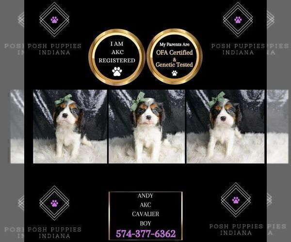 Medium Photo #80 Cavalier King Charles Spaniel Puppy For Sale in WARSAW, IN, USA