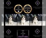 Small #1 Cavalier King Charles Spaniel