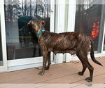 Small #16 Labrador Retriever Mix