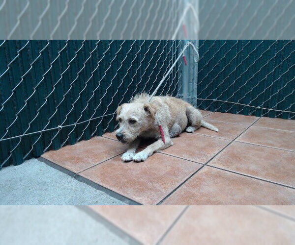 Medium Photo #1 Mutt Puppy For Sale in Downey, CA, USA