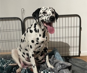 Mother of the Dalmatian puppies born on 12/29/2022
