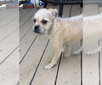 Small #7 Pug-Shih Tzu Mix