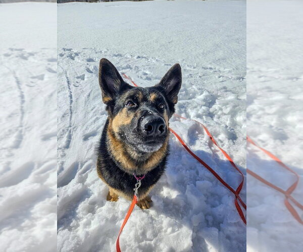 Medium Photo #17 German Shepherd Dog Puppy For Sale in Gloversville, NY, USA