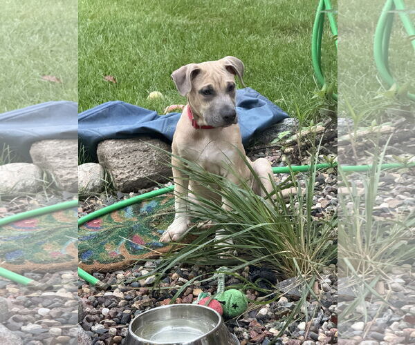 Medium Photo #2 American Pit Bull Terrier-Labrador Retriever Mix Puppy For Sale in St. Louis Park, MN, USA