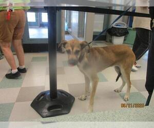 Mutt Dogs for adoption in Oklahoma City, OK, USA