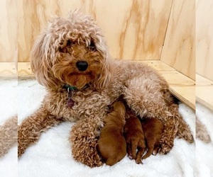 Mother of the Goldendoodle (Miniature) puppies born on 03/02/2022