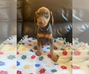 Doberman Pinscher Puppy for sale in SANTA ANA, CA, USA