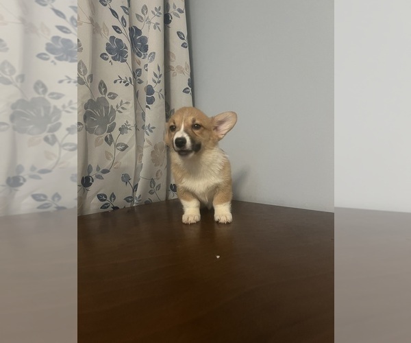Medium Photo #53 Pembroke Welsh Corgi Puppy For Sale in DURHAM, CT, USA