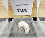 Puppy Tank English Setter