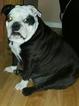 Small Photo #1 English Bulldogge Puppy For Sale in CLIO, MI, USA