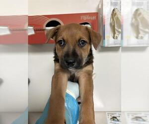 Border Collie-Texas Heeler Mix Dogs for adoption in Bakersfield, CA, USA