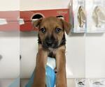 Small Border Collie-Texas Heeler Mix