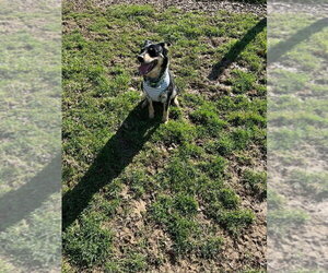 Nevah - Female Australian Shepherd-Unknown Mix Dog for Adoption - Photo #7