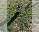 Small #6 Australian Shepherd Mix