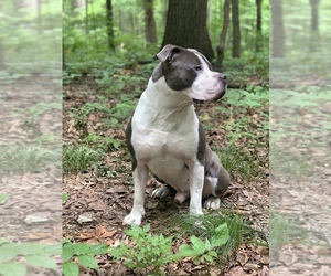 American Bully Puppy for sale in DUBLIN, OH, USA