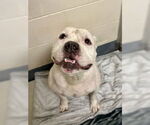 Small American Pit Bull Terrier