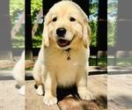 Small Photo #35 Golden Retriever Puppy For Sale in AMITY, AR, USA