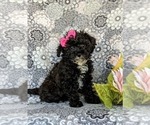 Small Photo #3 Poodle (Toy) Puppy For Sale in OXFORD, PA, USA