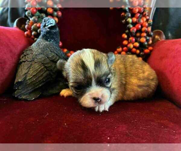 Medium Photo #1 Chihuahua Puppy For Sale in NEWVILLE, PA, USA