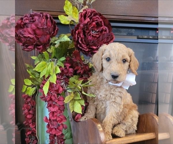 Medium Photo #2 Goldendoodle mix (+ Poodle Standard) Puppy For Sale in JACKSBORO, TX, USA