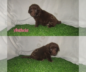 Newfoundland Puppy for sale in CHANUTE, KS, USA