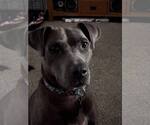Small #1 Mutt