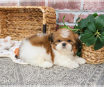 Small #4 Shih Tzu
