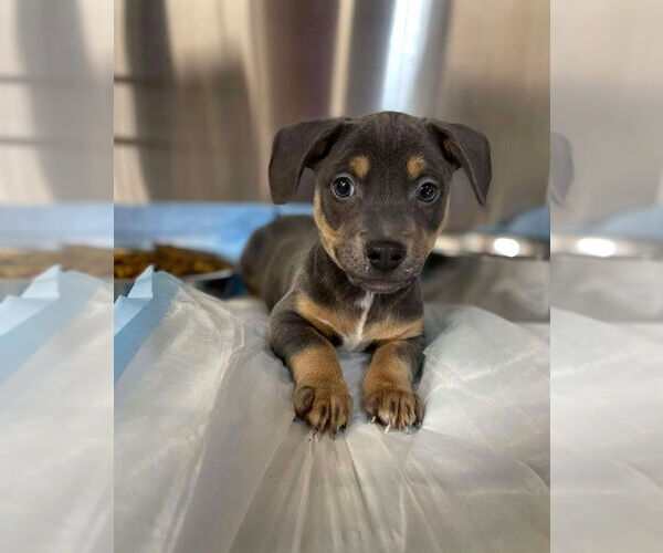 Medium Photo #5 Mutt Puppy For Sale in Foristell, MO, USA