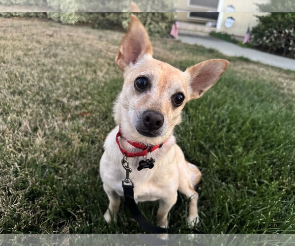 Medium Photo #2 Chihuahua Puppy For Sale in Santa Clara, CA, USA