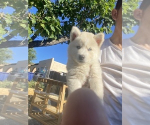 Alaskan Husky-Wolf Hybrid Mix Puppy for sale in ALBUQUERQUE, NM, USA