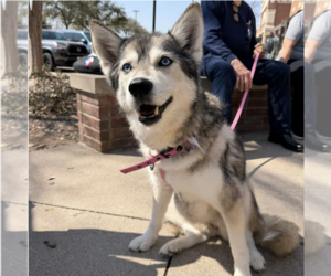 Siberian Husky Dogs for adoption in Carrollton, TX, USA