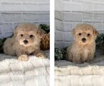 Small Photo #7 Maltipoo Puppy For Sale in PEMBROKE PINES, FL, USA