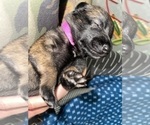 Small Photo #263 Belgian Malinois Puppy For Sale in REESEVILLE, WI, USA