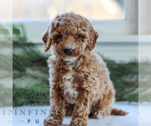 Cavapoo Puppy for sale in LITITZ, PA, USA